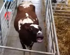 Zeer verleidelijke koe!