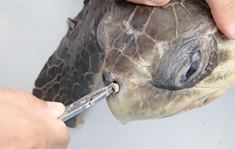 Zeeschildpad heeft zeker last van stukje plastic in de oceaan