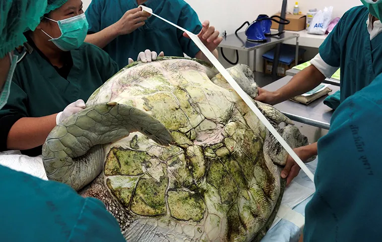 Zeeschildpad in Thailand was letterlijk een zwemmende spaarpot