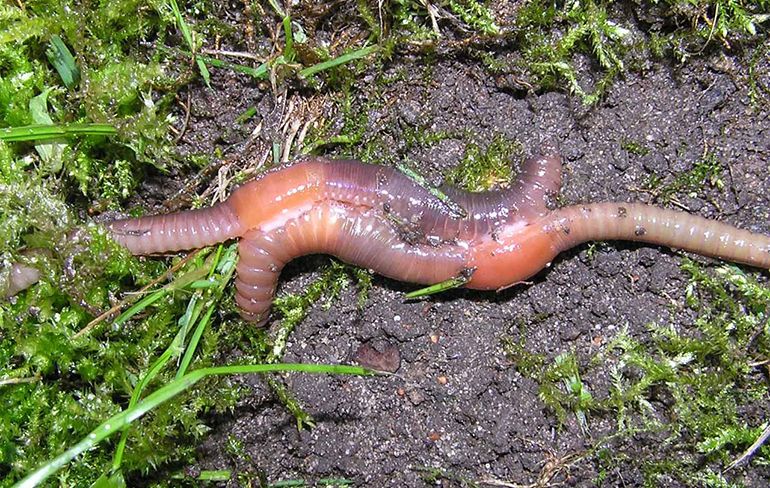 Zeker een nieuw netvlies nodig: Verstoppertje spelen met regenworm