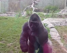 Zilverrug Gorilla is even boos!