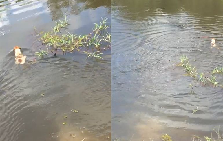 Zo is natuur: Eigenwijs hondje gaat zwemmen in rivier met krokodillen