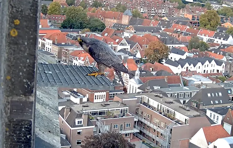 Zo is natuur: Slechtvalk neemt krakende duif te grazen