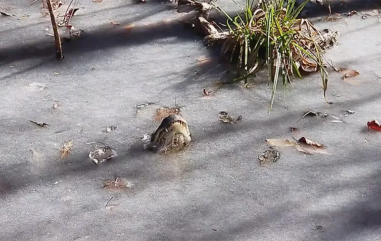 Zo overleven alligators het winterse weer in North Carolina