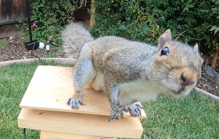 Zoektocht naar het ultieme vogelvoederhuisje waar eekhoorns niet kunnen snaaien