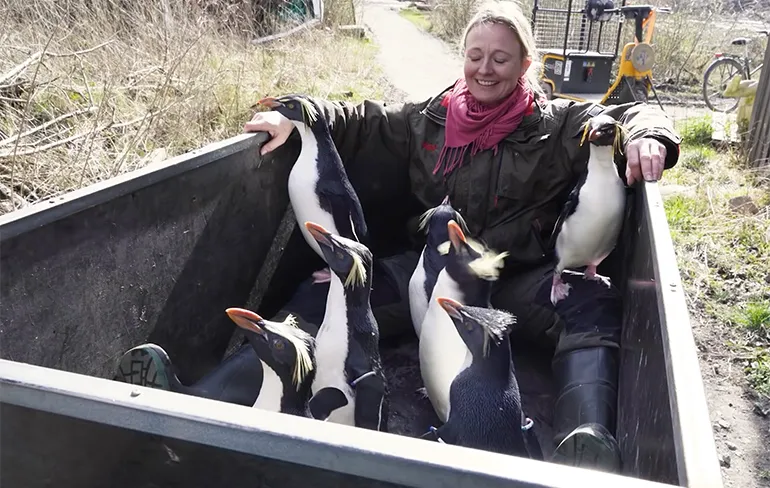 Zuidelijke rotspinguïns verhuizen terug naar gerenoveerde verblijf Odense Zoo