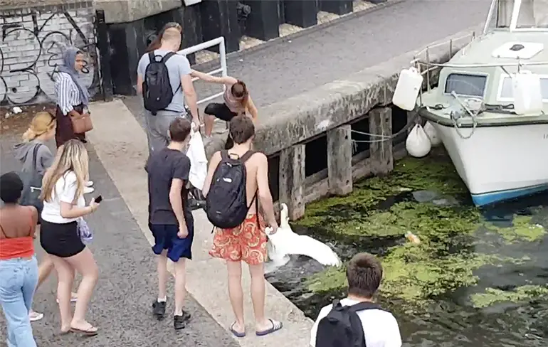 Zwanen hebben ruzie en dat heeft als gevolg dat mensen ook ruzie krijgen