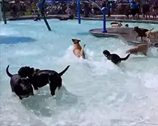 Zwembadfeestje alleen voor honden