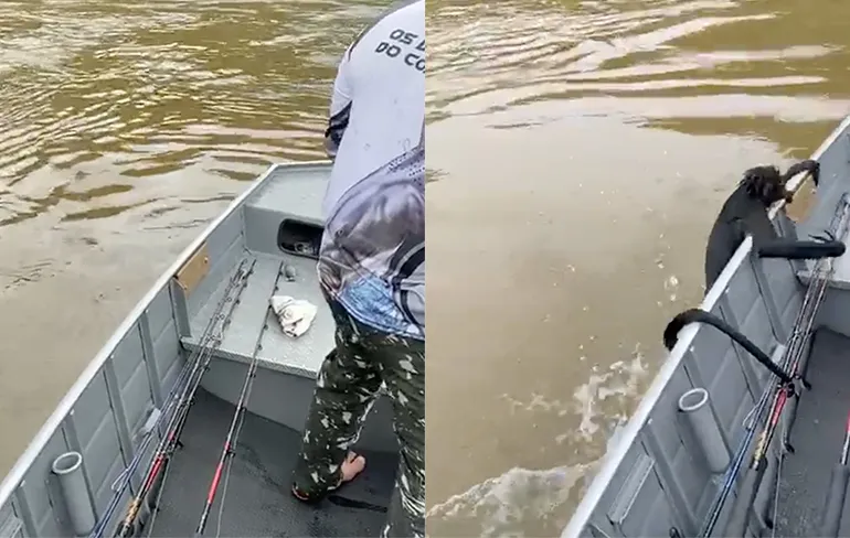 Zwemmend aapje krijgt een lift naar de kant