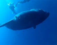 Zwemt er ineens een Mola Mola Maanvis naast je...