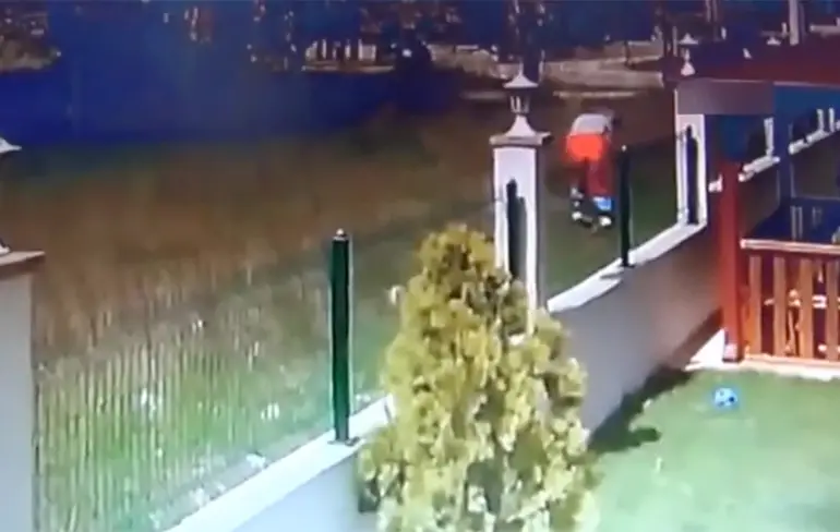 Zwerfhonden nemen uitsluipende jongen te grazen