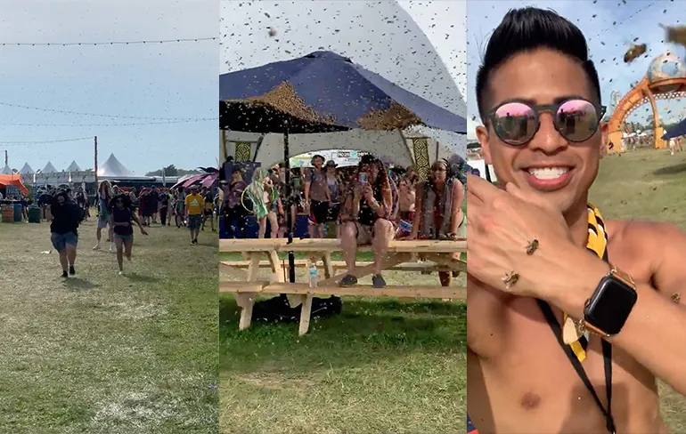 Zwerm bijen brengt ook bezoek aan Michigan Music Festival