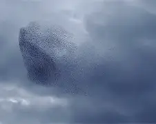 Zwermen spreeuwen zijn de Wonders in the Sky