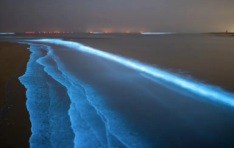 Zeevonk in Katwijk aan Zee ziet er prachtig uit!