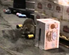 Zatte wasbeer hoeft niet meer