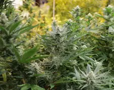 Mini Docu: Guns, Drugs and Money