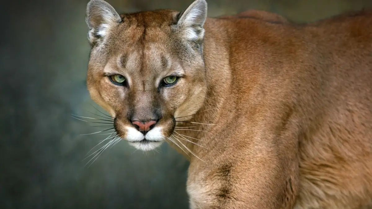 Gast in New Yorkse metro aangevallen door Cougar