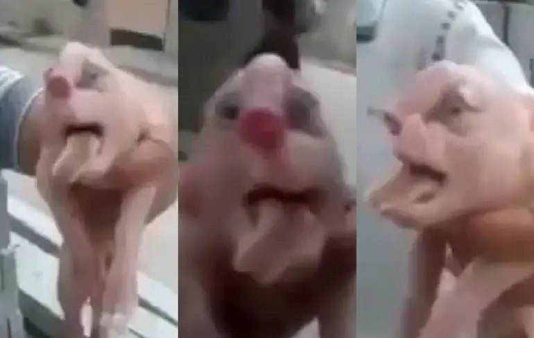 Beetje een apart biggetje in China