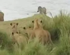 Zebra kiest eieren voor zijn geld