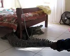 Krokodil komt nachtje logeren