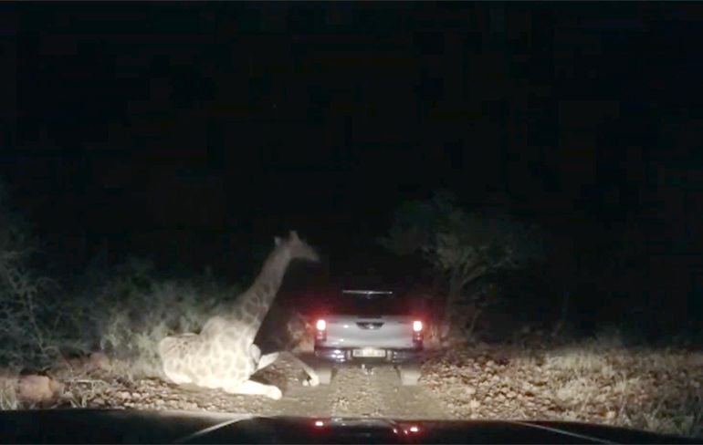 Nachtsafari niet zo'n succes: Giraffe loopt tegen auto op