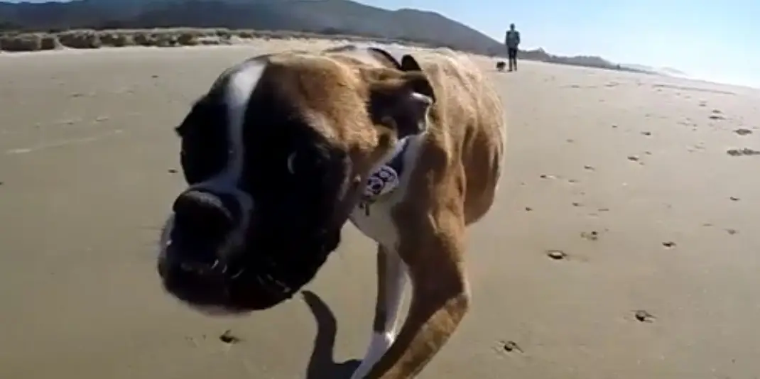 Hond met twee benen gaat voor het eerst naar het strand