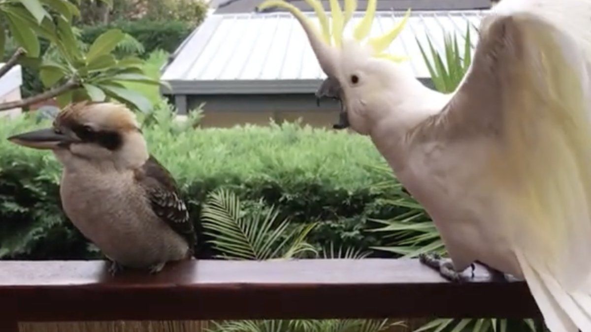 Australisch koppel op leeftijd nagedaan door twee typisch Australische vogels