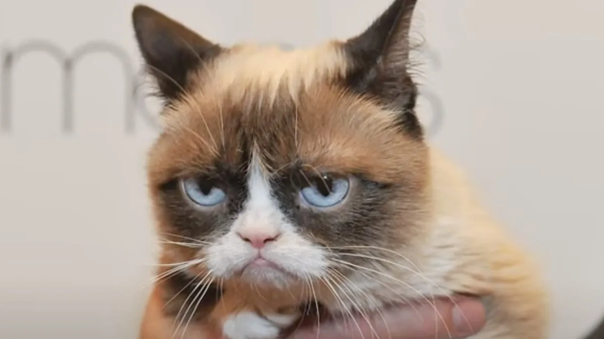 Meme’s door de jaren heen en waar het allemaal begon