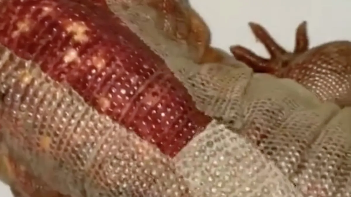 Voor de liefhebbers van een reptiel uitpakken