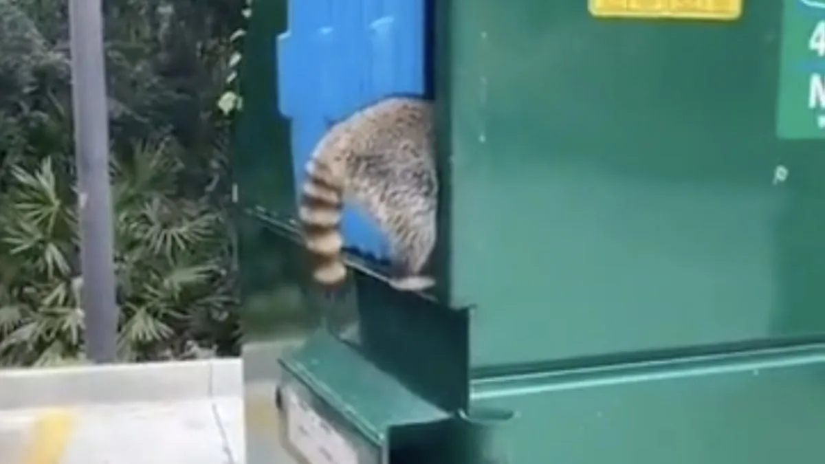 Wasberen willen gewoon even rustig de vuilnisbak leeg vreten…