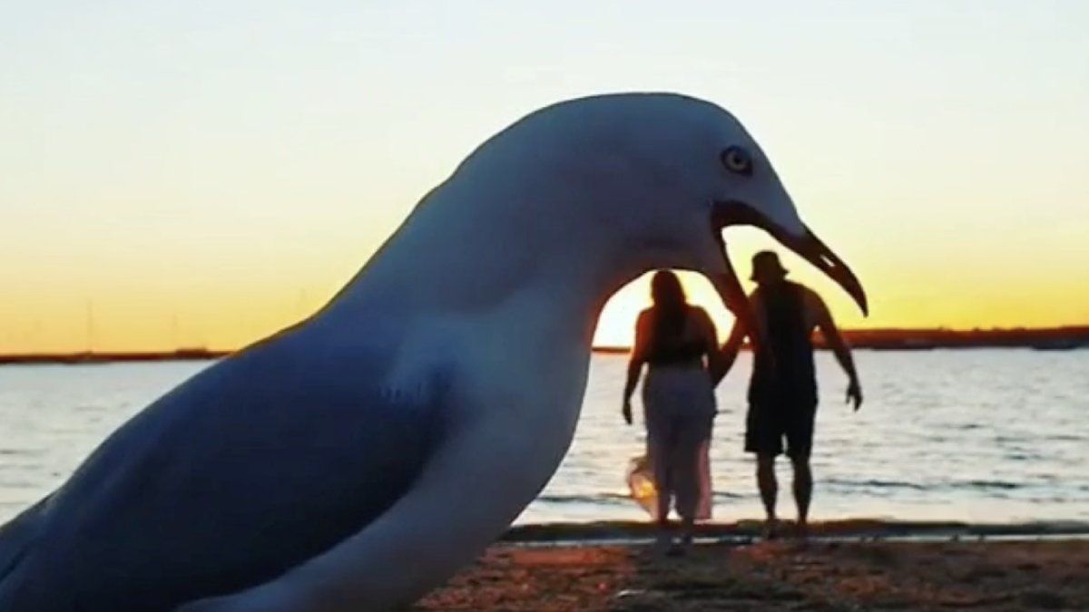 Meeuwen verpesten romantisch momentje aan Australische Westkust