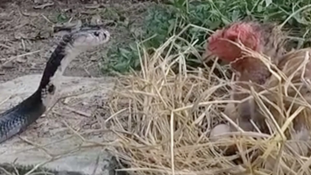 Cobra vs Kip