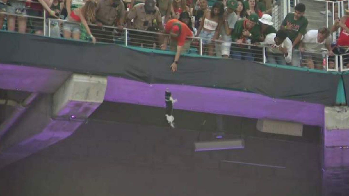 Supporters vangen en redden kat tijdens potje American Football in Miami