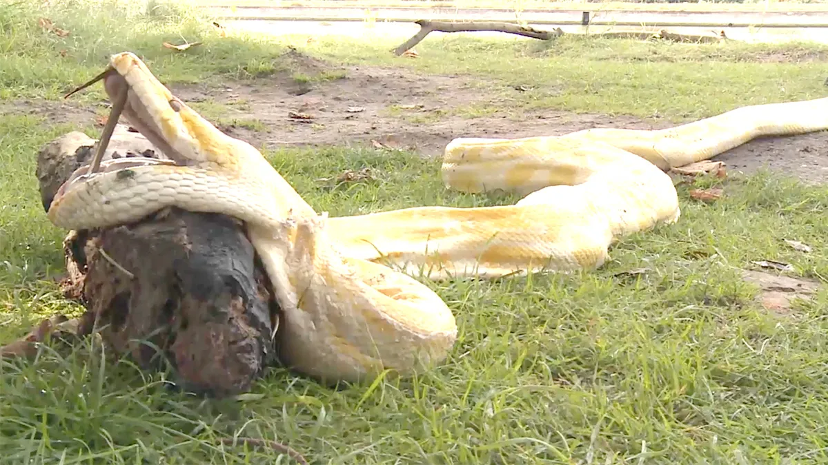 Belgische vissers halen vier meter lange python uit het water