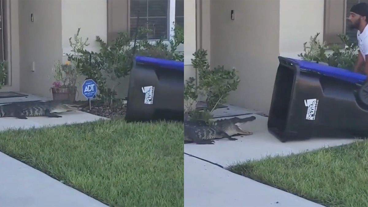 "Florida Man" vangt alligator met een kliko