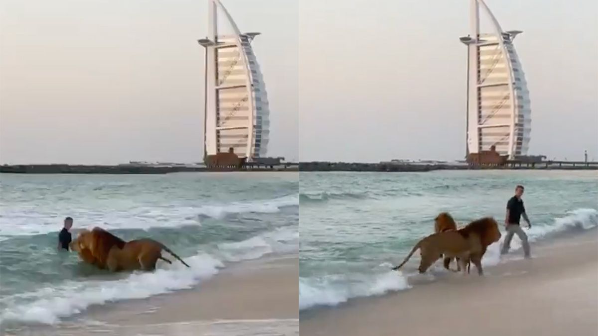 Gezellig je leeuwen uitlaten op het strand van Dubai