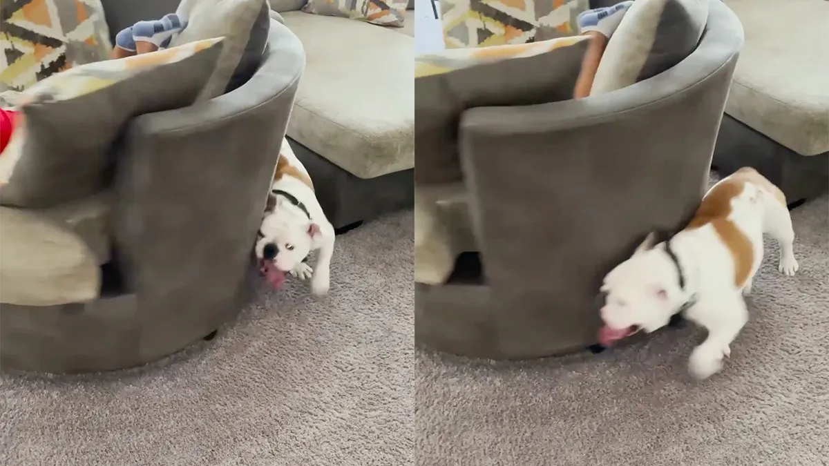 Neefje en hondje kunnen het prima met elkaar vinden