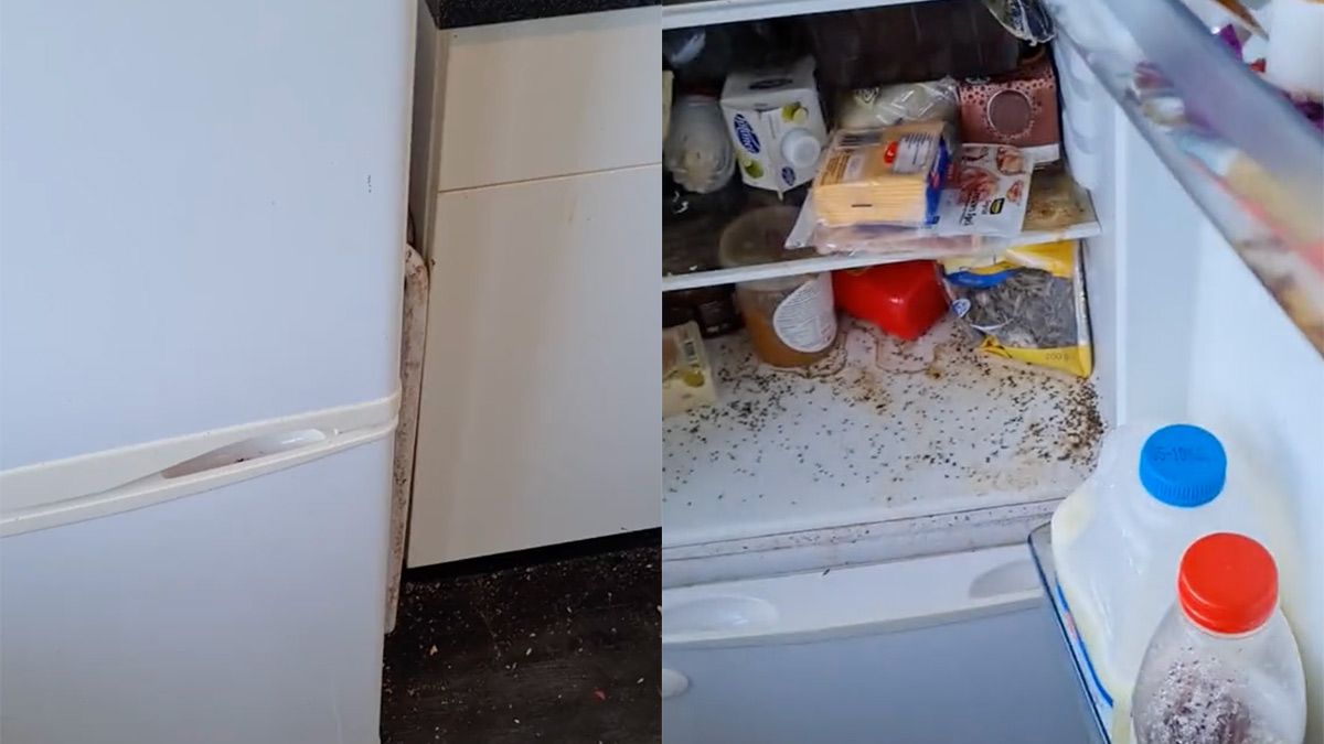 Schoonmaakbedrijf Frisse Kater opent koelkast die 6 maanden niet open is geweest