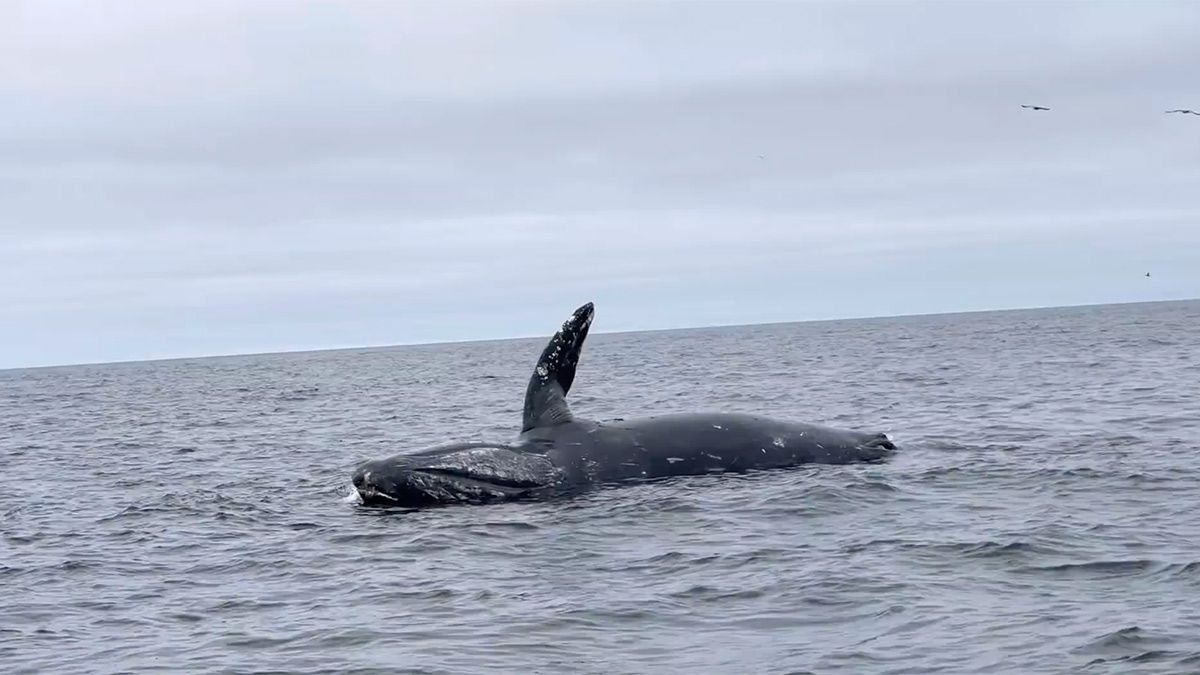 Waar je niet in de buurt wil zijn: Dode walvis ontploft in de oceaan