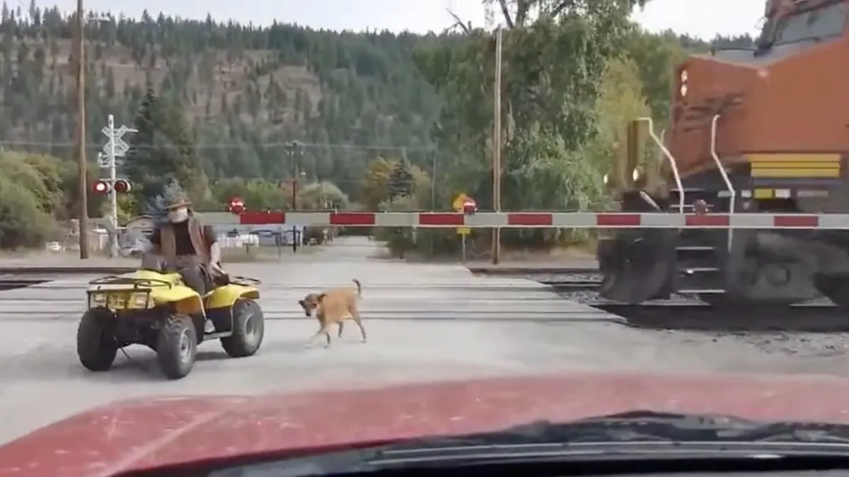 Luie gek laat hond uit met quad en negeert aankomende trein