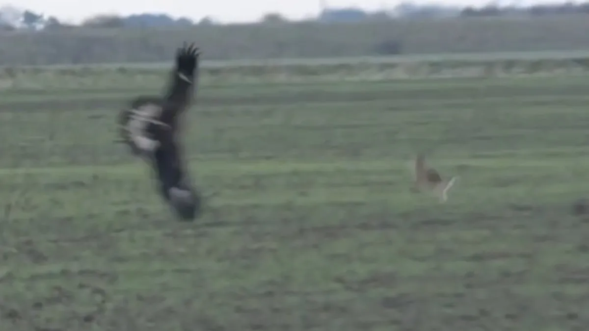 Steenarend dacht konijn op het menu te hebben, konijn dacht van niet