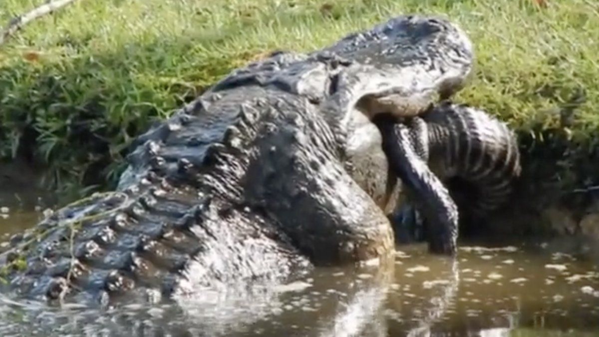 Gigantische alligator eet gigantische alligator