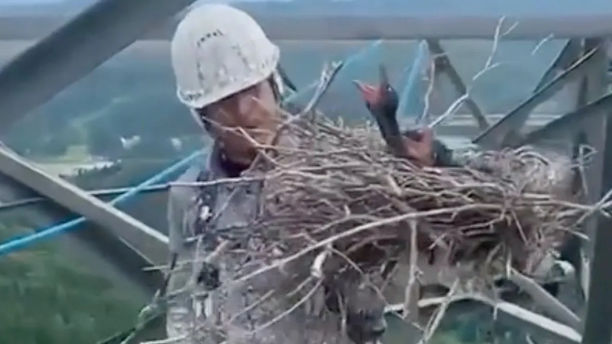 Chicks oppikken op hoog niveau