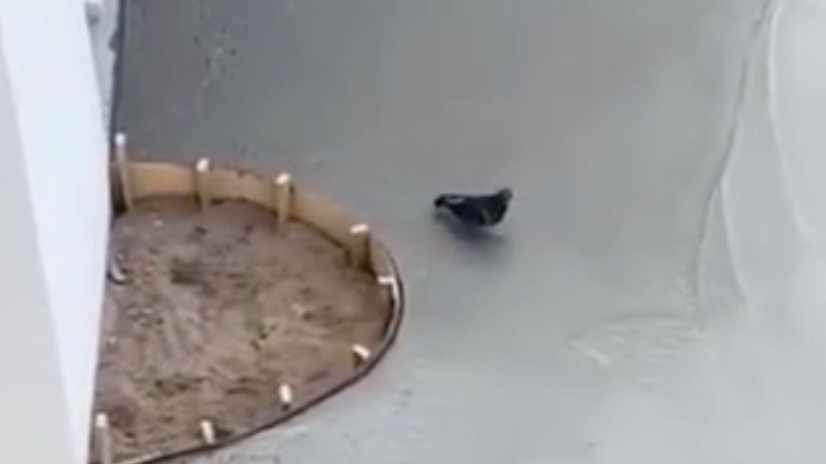 Australische duif is geen vrienden aan het maken bij betonploeg