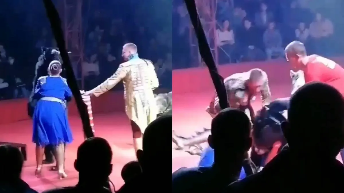 Circusbeer vliegt assistent aan tijdens voorstelling in Orjol