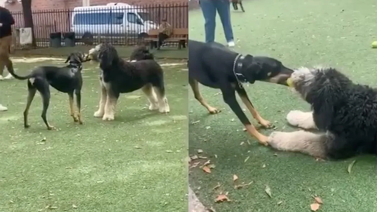 Als twee honden vechten om een been loopt de derde ermee heen...