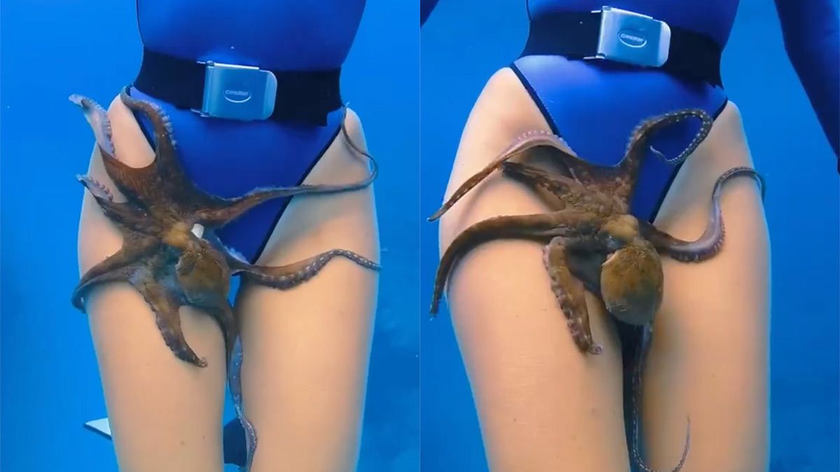 Brittany kan zich de octopus-fluisteraar van Hawaï noemen