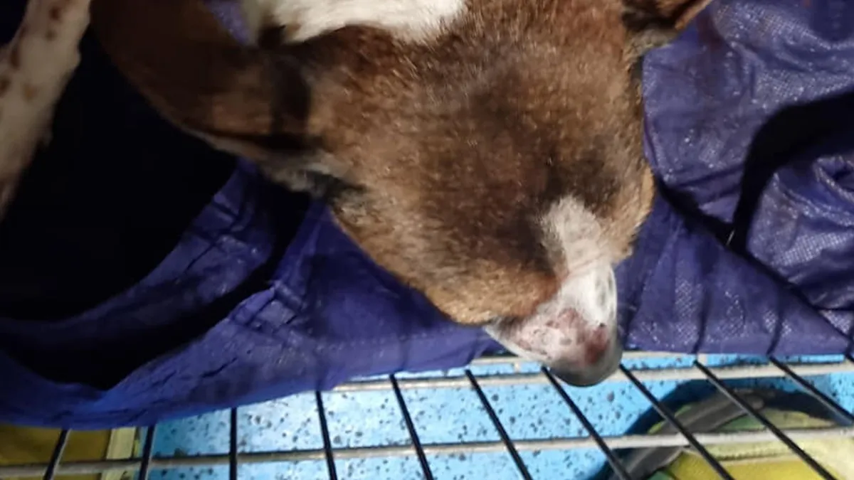 Droevig nieuws: Hondje Davy alsnog overleden na steekpartij in Den Bosch