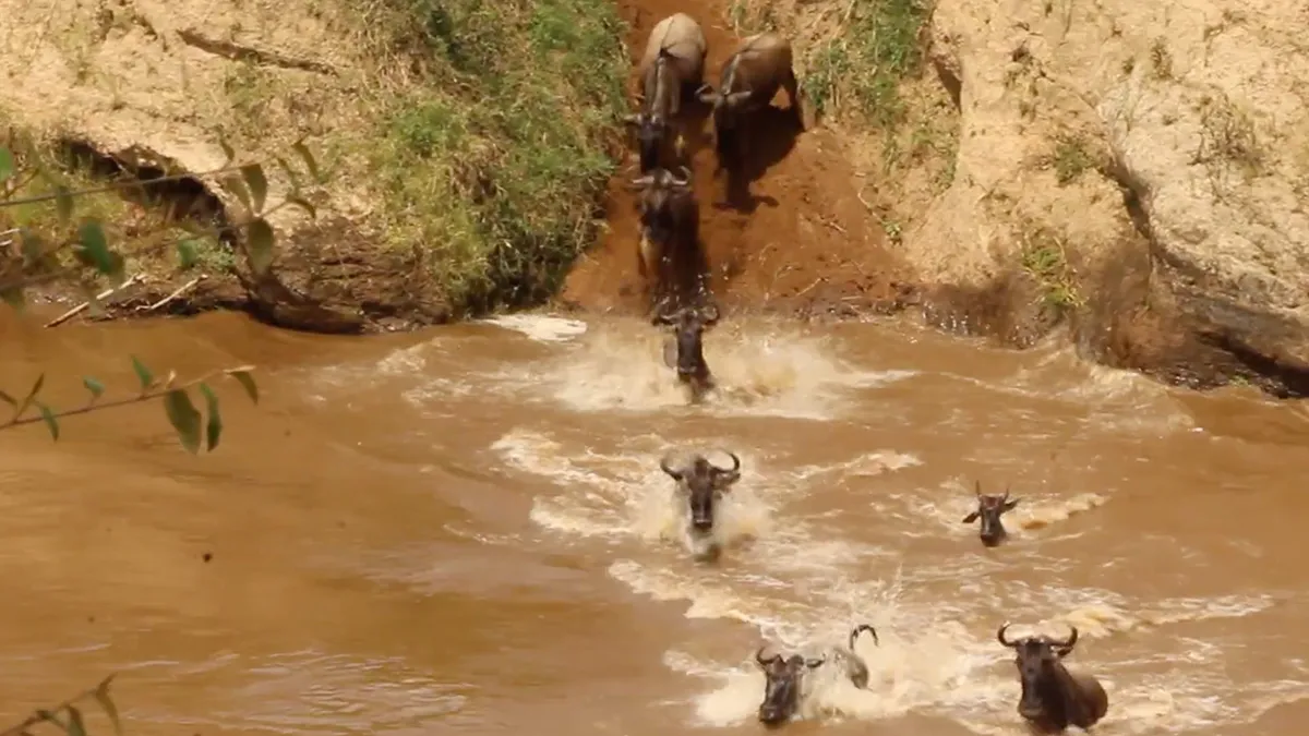 Gnoes moeten rivier in Kenia oversteken, maar krokodil heeft honger