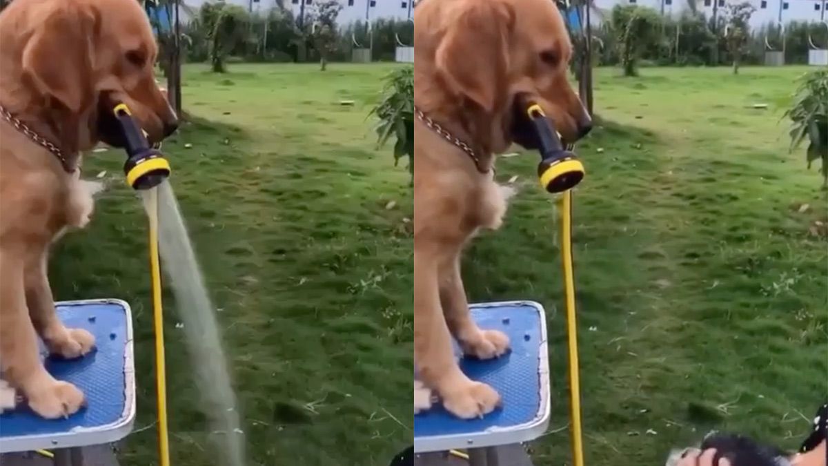 Hondje helpt tijdens haren wassen, maar schoner wordt het niet
